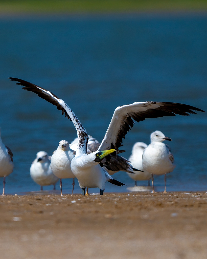 Masked Booby 